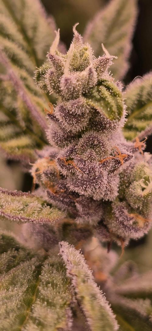 From seed. Week 17 - 2/20 kush mintz