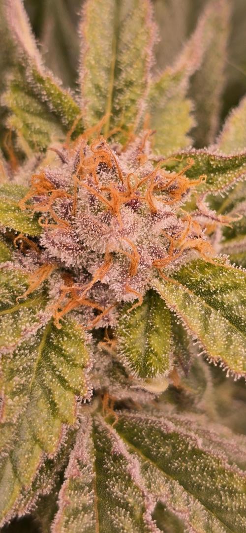 From seed. Week 17 - 2/20 Nam wah 