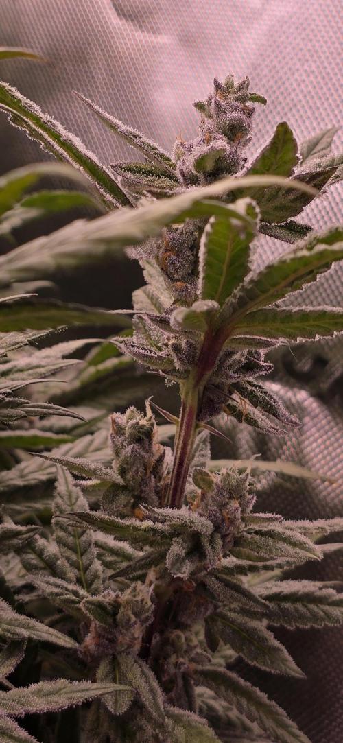 From seed. Week 18 - 2/23