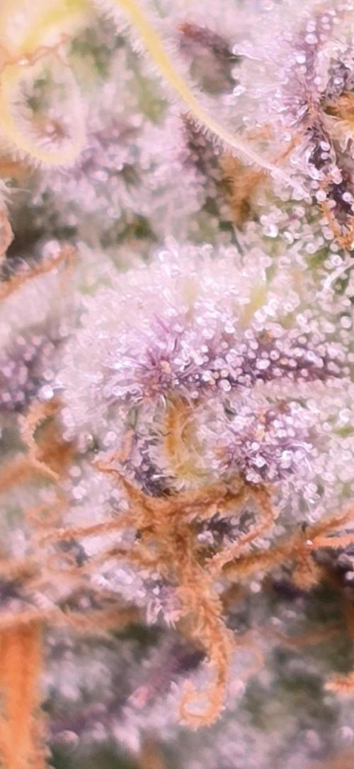 From seed. Week 18 - 2/23