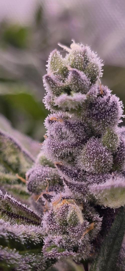 From seed. Week 18 - 2/26