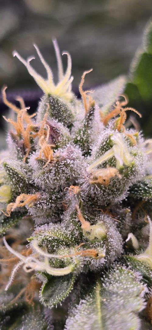 From seed. Week 18 - 2/26