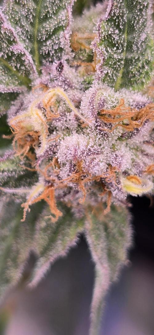 From seed. Week 18 - 2/26