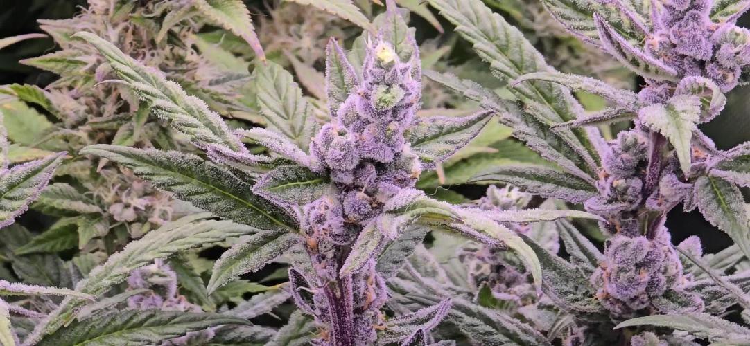 From seed