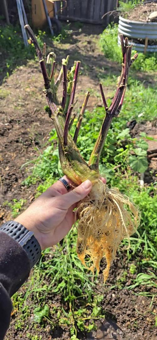 From seed