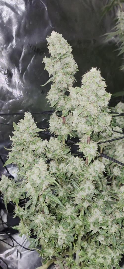 From seed