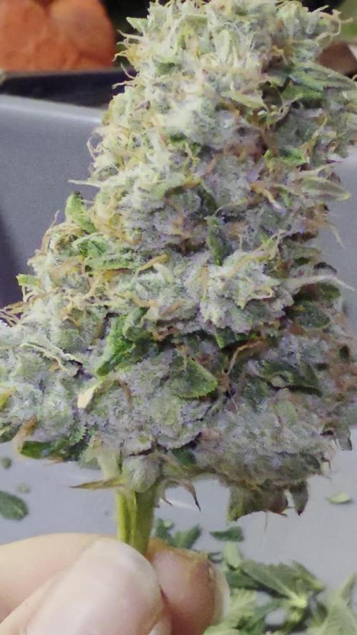 Mini Chocolope pheno hunt