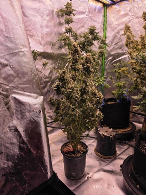 From seed. Week 20
