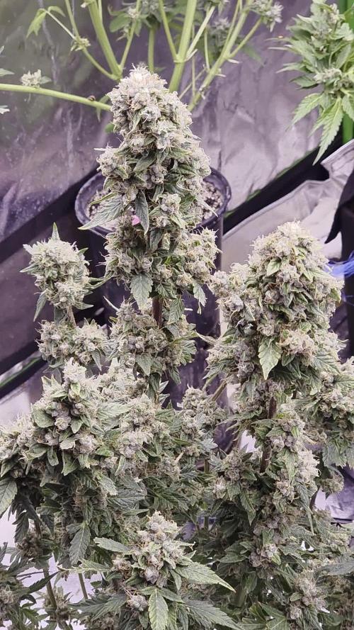 From seed