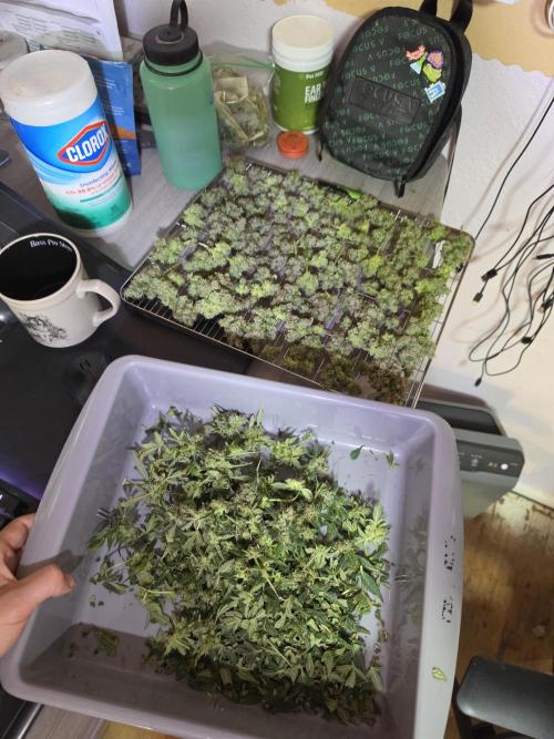 From seed. Week 20 - Keepers and trim
