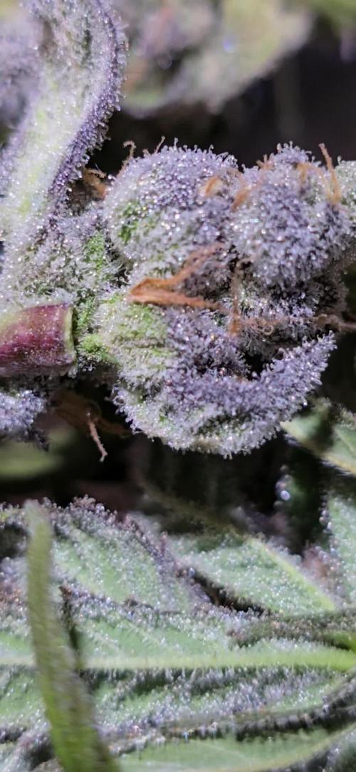 From seed