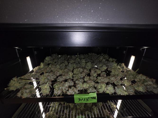 From seed. Week 20