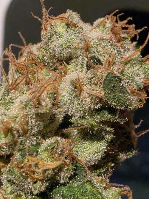 From seed. Week 20