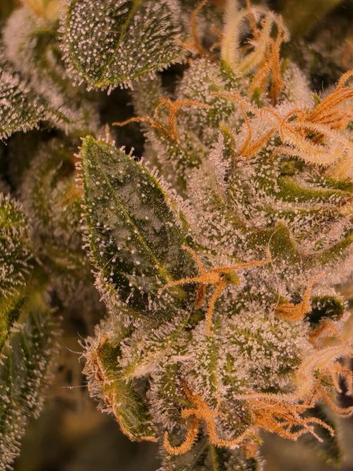 Blackberry moonrock clone. Week 6