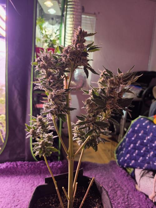 Blackberry moonrock clone. Week 6