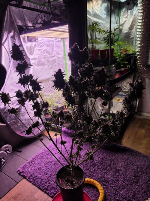 From seed. Week 21