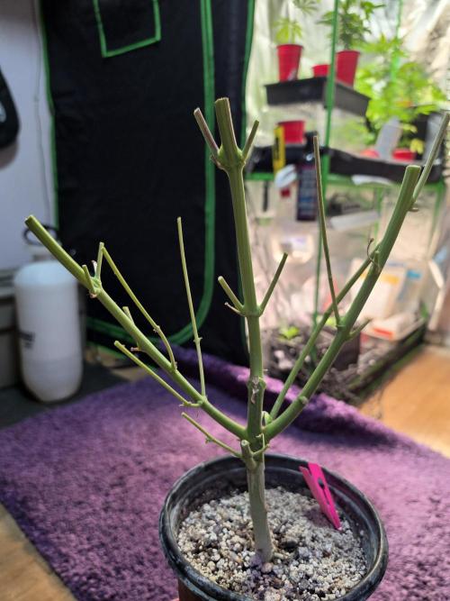 From seed. Week 21