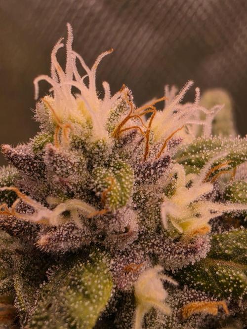 I c purple punch I pop. Week 12