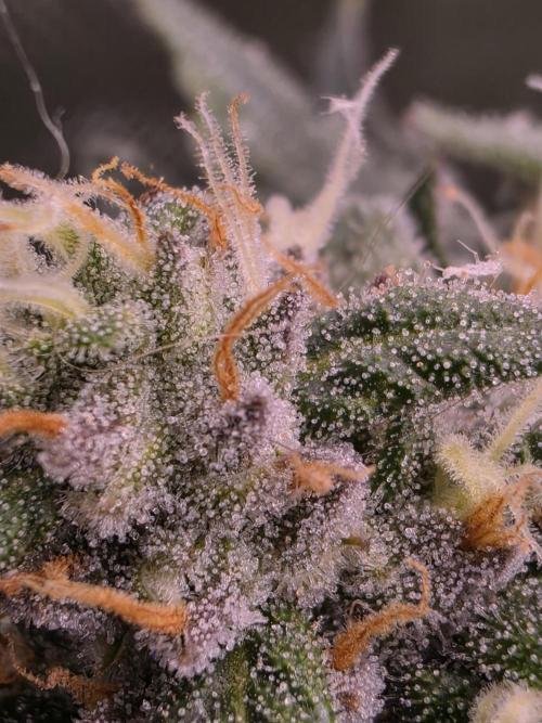 I c purple punch I pop. Week 12