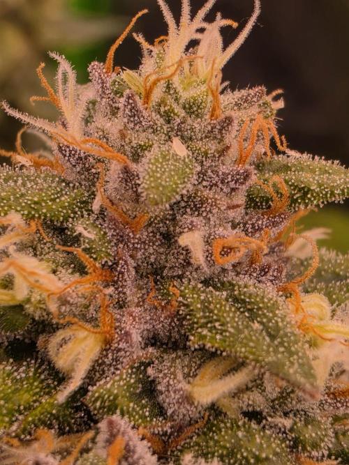 I c purple punch I pop. Week 12