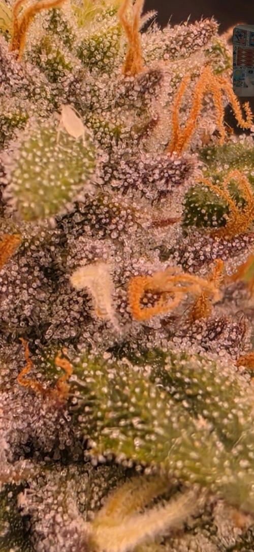 I c purple punch I pop. Week 12