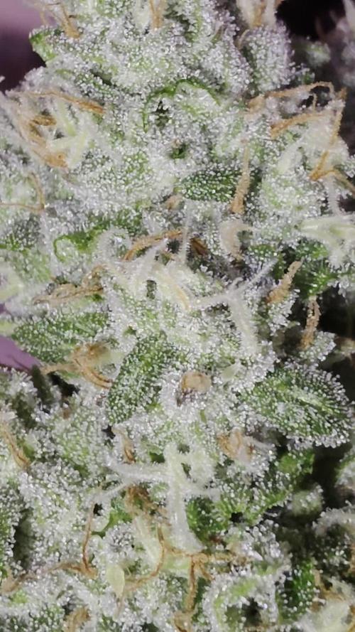 I c purple punch I pop