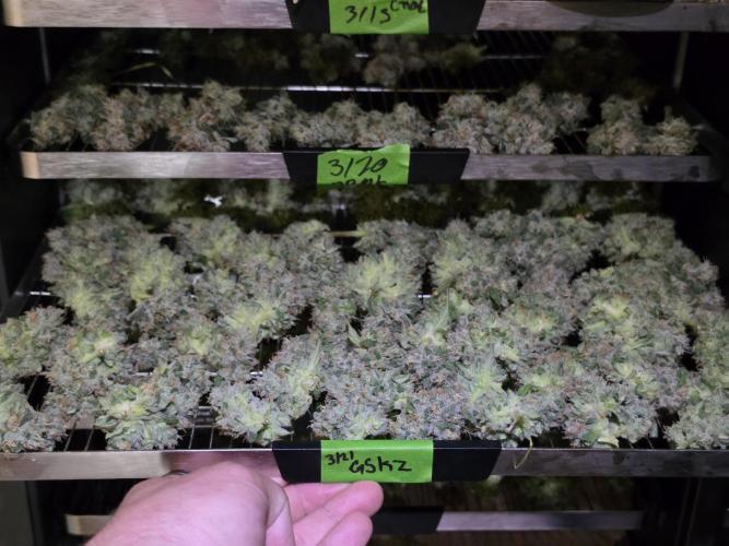 I c purple punch I pop. Week 12 - 3/20