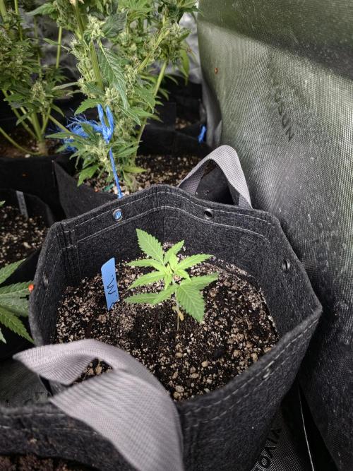 Seedlings in the clone wars. Week 1