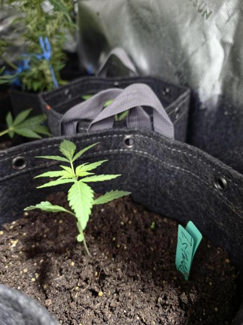 Seedlings in the clone wars. Week 1