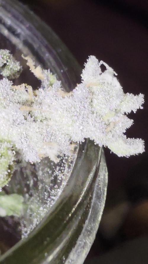 From seed