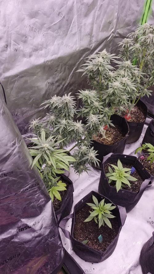 Mini Chocolope pheno hunt