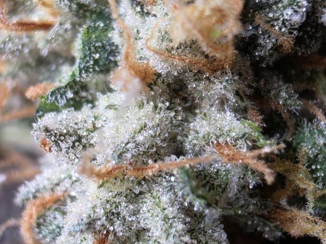 I c purple punch I pop. Week 12 - Still drying 3/30
