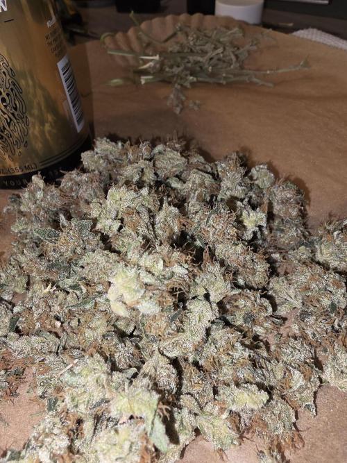 Blackberry moonrock clone. Week 6