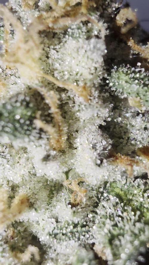I c purple punch I pop