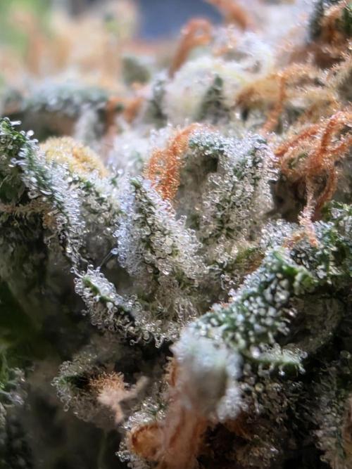 I c purple punch I pop. Week 12 - 4/4