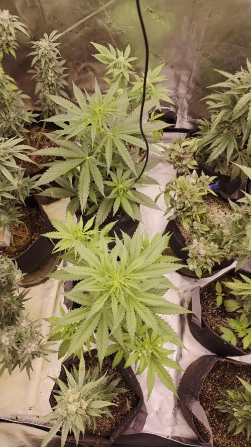 Seedlings in the clone wars