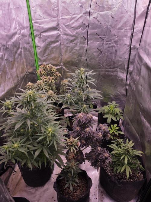 Seedlings in the clone wars. Week 5
