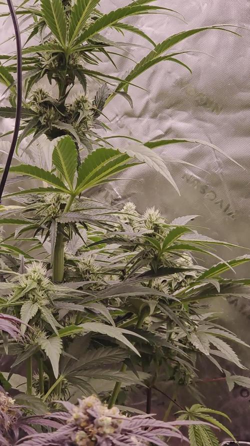 Seedlings in the clone wars