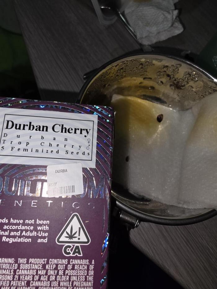 Durban cherry. Week 0