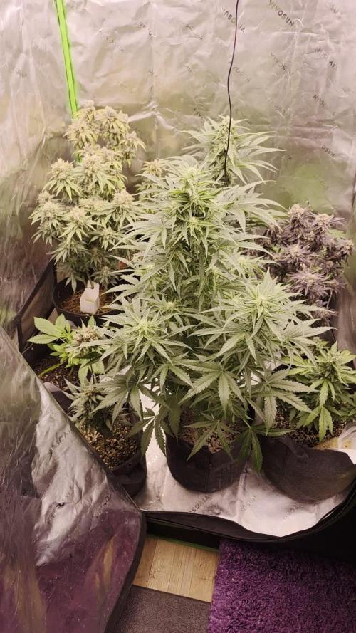 Clone Wars 2026