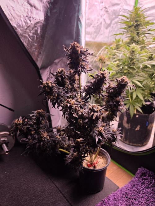 Mini Chocolope pheno hunt. Week 6