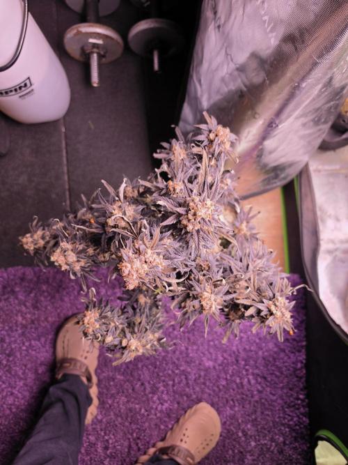 Mini Chocolope pheno hunt. Week 6