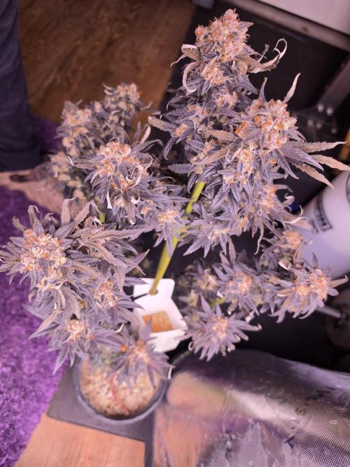Mini Chocolope pheno hunt. Week 6