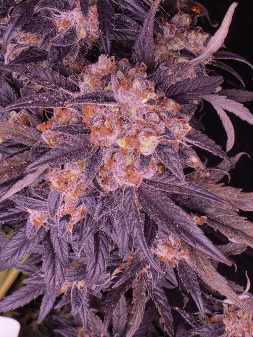 Mini Chocolope pheno hunt. Week 6
