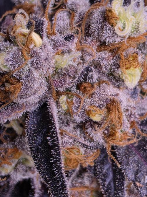 Mini Chocolope pheno hunt. Week 6