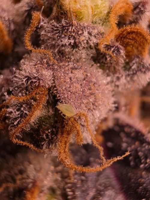Mini Chocolope pheno hunt. Week 6
