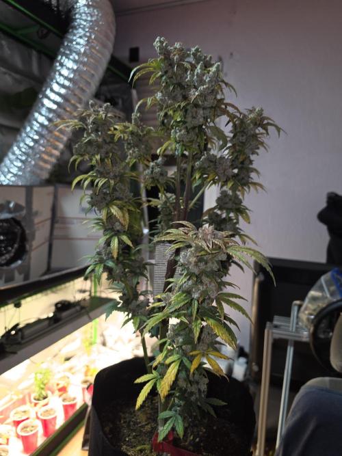 Mini Chocolope pheno hunt. Week 6