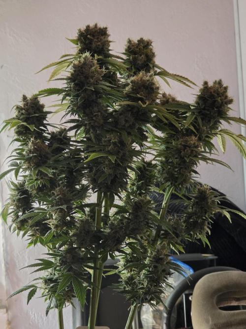 Mini Chocolope pheno hunt. Week 6