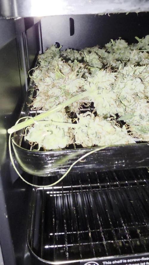 Mini Chocolope pheno hunt