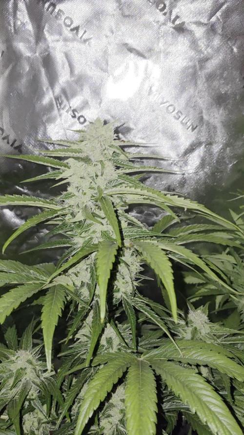 Seedlings in the clone wars